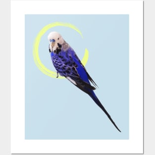 Blue budgie Posters and Art